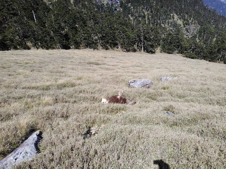 疑遭獵殺的台灣水鹿屍體。太管處提供