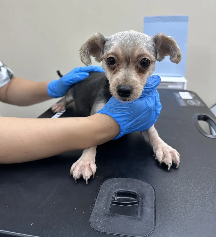 帶回犬隻檢查及照料。動保處提供