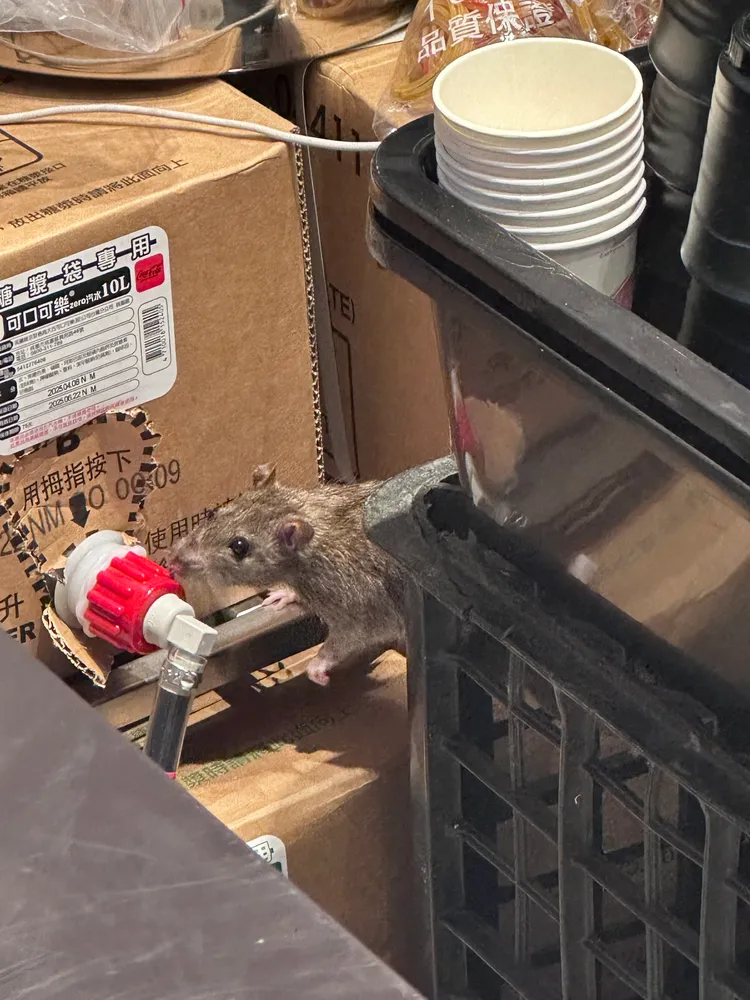 老鼠於可口可樂糖漿包裝口前聞來聞去。投訴民眾提供