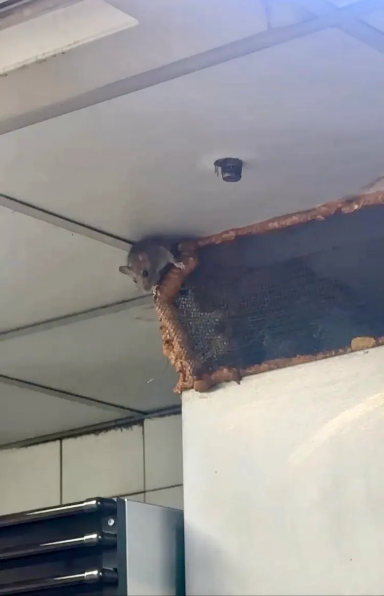 百貨稱有以鐵網阻隔等方式處理衛生問題，老鼠仍探頭跑出來。投訴民眾提供