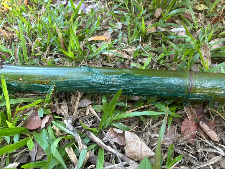 赤翡翠棲息的一處竹枝遭人塗抹不明綠色油狀液體。高雄鳥會提供