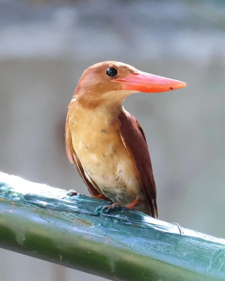 赤翡翠棲息的一處竹枝遭人塗抹不明綠色油狀液體。江平治攝影 高雄鳥會提供