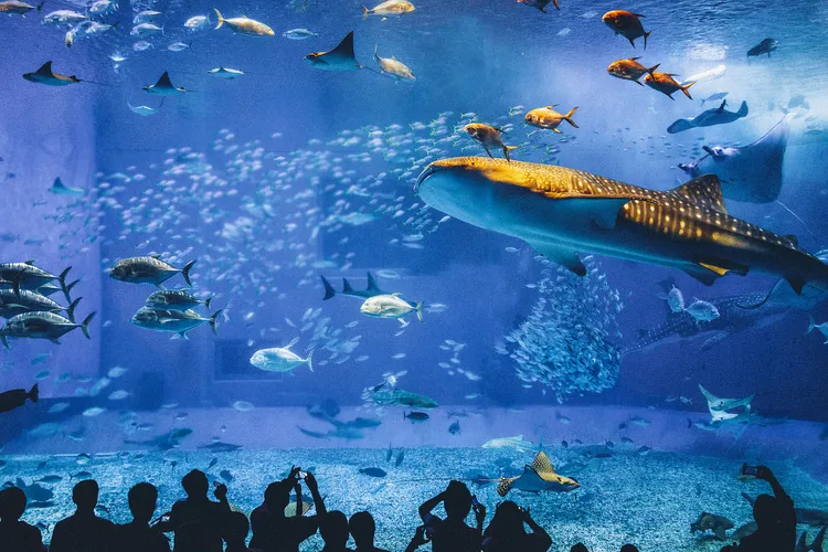 平台針對沖繩水族館等主題推出套裝主題。Trip.com提供