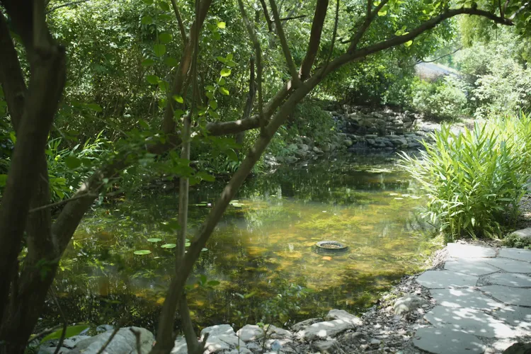 台積公司巴氏銀鮈廠區庇護池。台積電提供