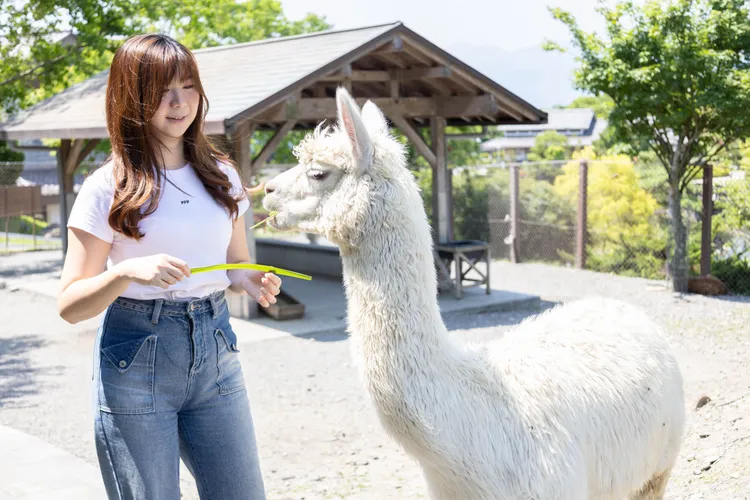 日式園區內可體驗餵食羊駝、水豚等動物。宜蘭綠舞提供