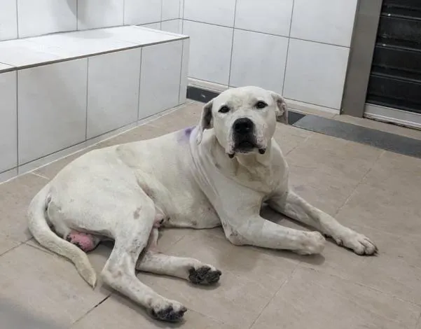 尖石鄉義興村一隻遊蕩的白色中型犬咬傷住戶，經查並非比特犬，也沒有植入晶片。動保所提供