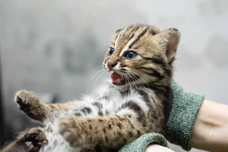 小石虎「捲心蛋」。台北市立動物園提供