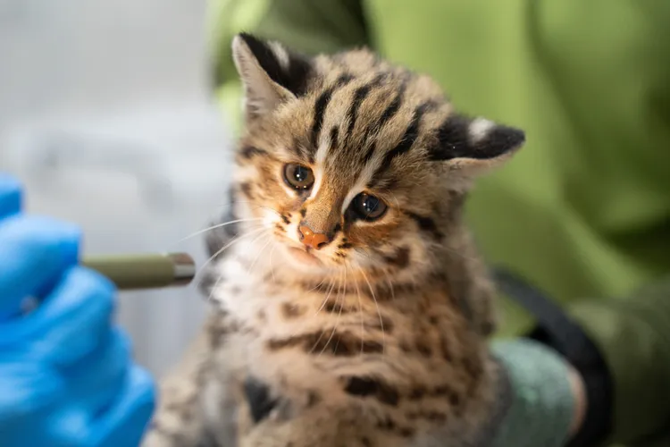 小石虎「捲心糕」。台北市立動物園提供