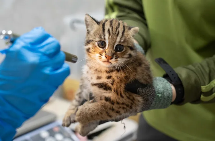 石虎命名活動最後由「捲心蛋、捲心糕」勝出。台北市立動物園提供