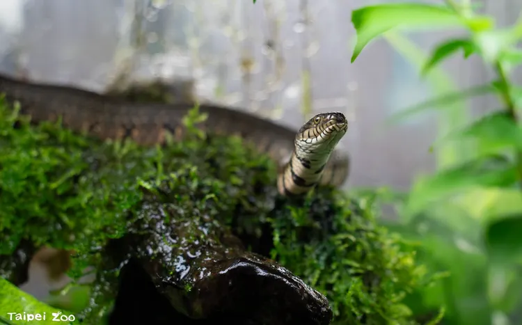 赤腹游蛇因淡水濕地環境被開發利用，被列為第I級瀕臨絕種野生動物。台北市立動物園提供