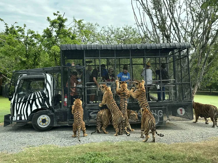 05-黃鐙輝、孫淑媚、楊鏽惠、郭婷筠與職人eric上演正宗的餵獅秀 。公視台語台提供