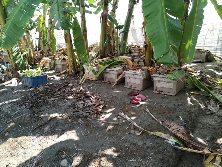 仁武與湖內警方在大樹區某工寮內查扣蜂箱。翻攝畫面