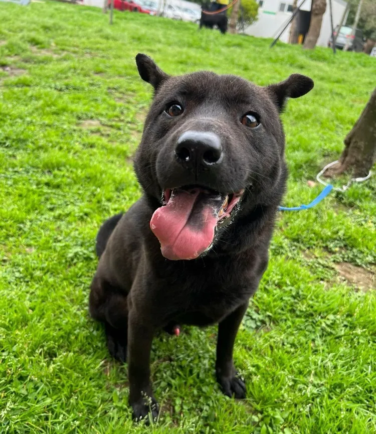 桃園動保處提供認養動物免費傳染病預防措施。動保處提供