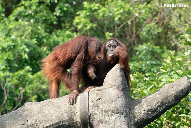 母親節將至，紅毛猩猩母女檔將一同享用早午茶點心。台北市立動物園提供