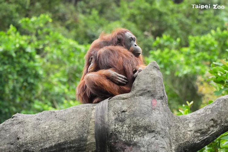 紅毛猩猩「香妞」與女兒「妞茜」緊緊相依，共度溫馨母親節時光。台北市立動物園提供