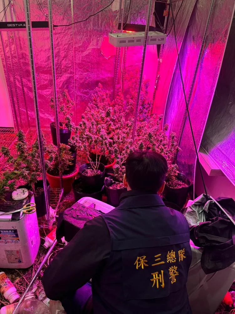 警方在租屋處尋獲2百多株大麻植株及各式成品與半成品。翻攝照片