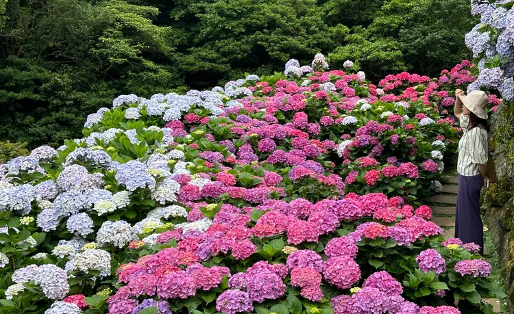 繡球花海染上山林，竹子湖迎來最美花季，吸引遊客拍照留念。台北市產發局提供