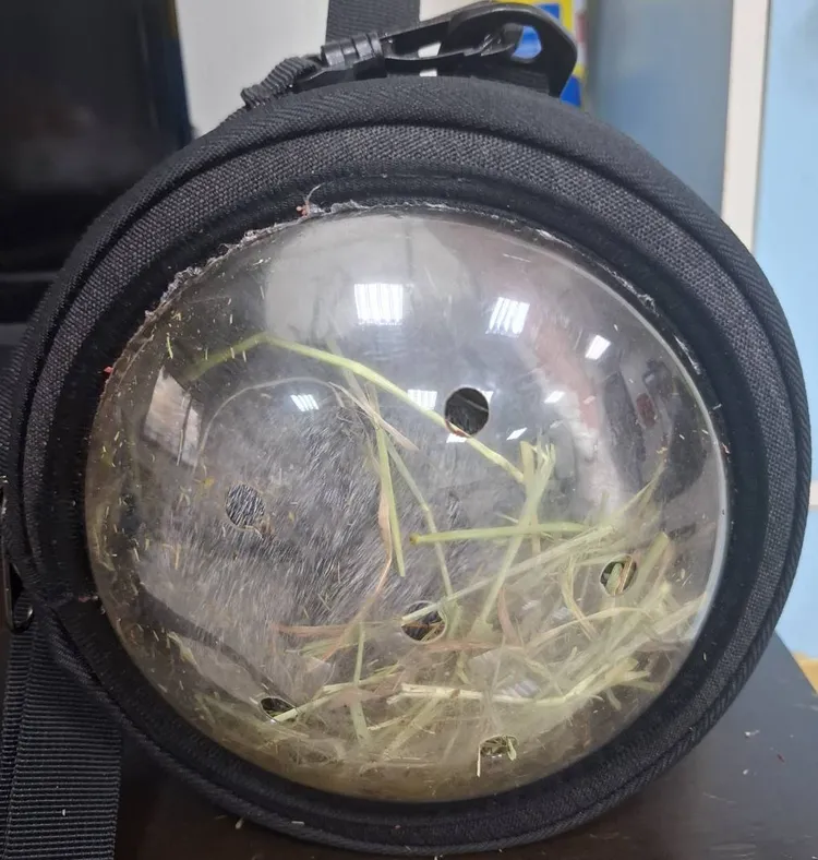 詹男約出前女友要交接寵物鼠，卻拿刀刺死對方。民眾提供