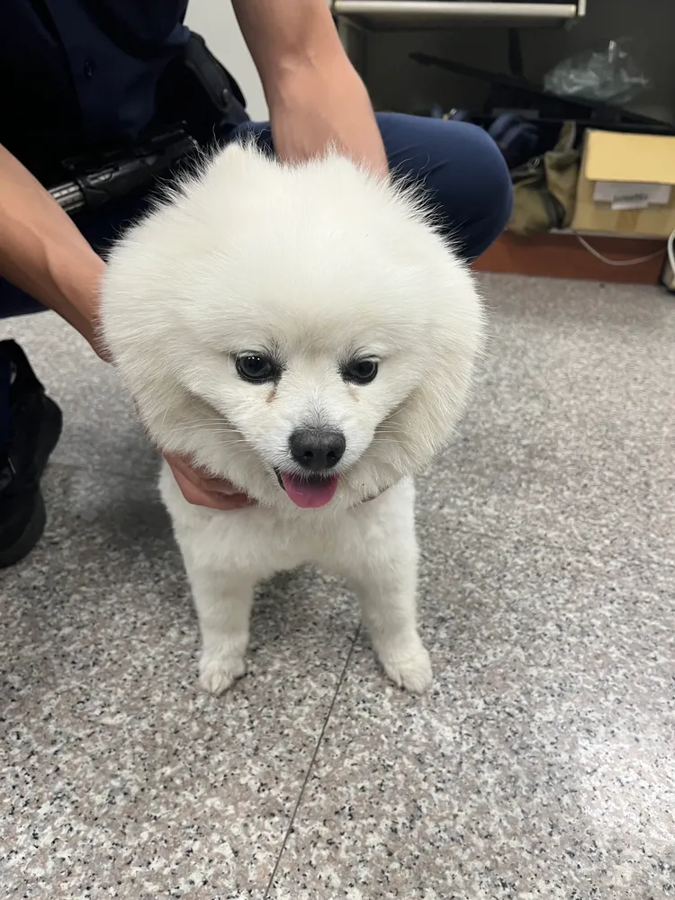 狐狸犬外觀雪白乾淨又十分親人。翻攝畫面