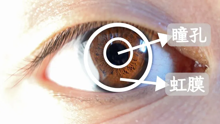 每個人雙眼虹膜的圖案皆獨一無二，即使是雙胞胎也不相同，而且出生數月後即定型、終生不變。wikipedia