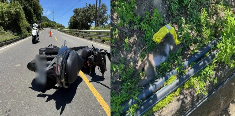 被撞的台灣獼猴當場死亡。民眾提供