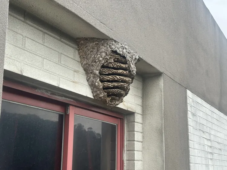 每年7至11月是虎頭蜂繁殖期，蜂巢規模逐漸擴大（圖為黃腰虎頭蜂窩）。台北市動保處提供