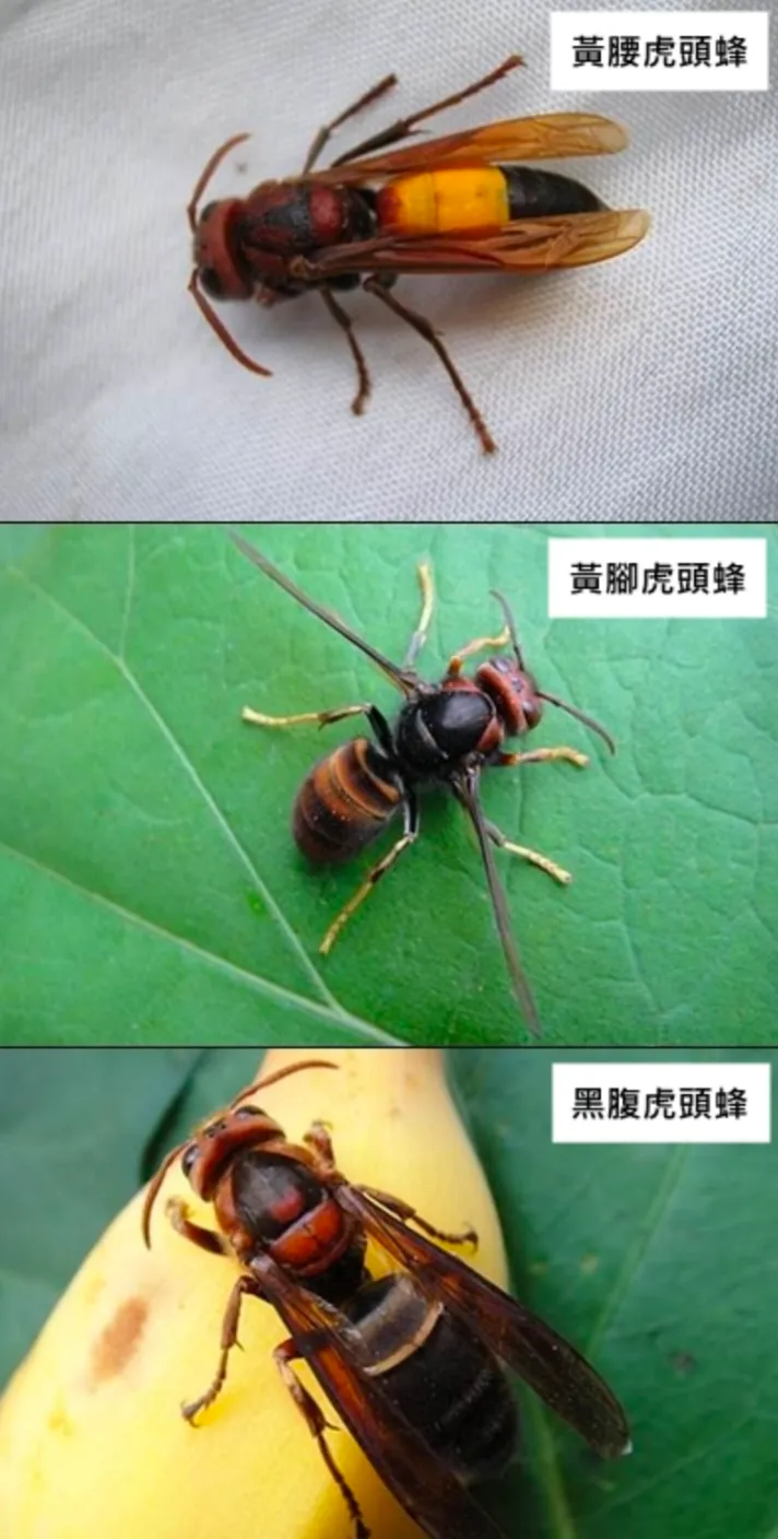 如遭虎頭蜂攻擊，請保護頭、頸部，切勿揮擊。台北市動保處提供