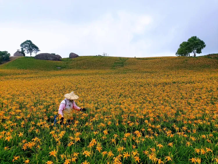 每年暑假盛開的玉里赤科山金針花美景令人嚮往。李光濱攝