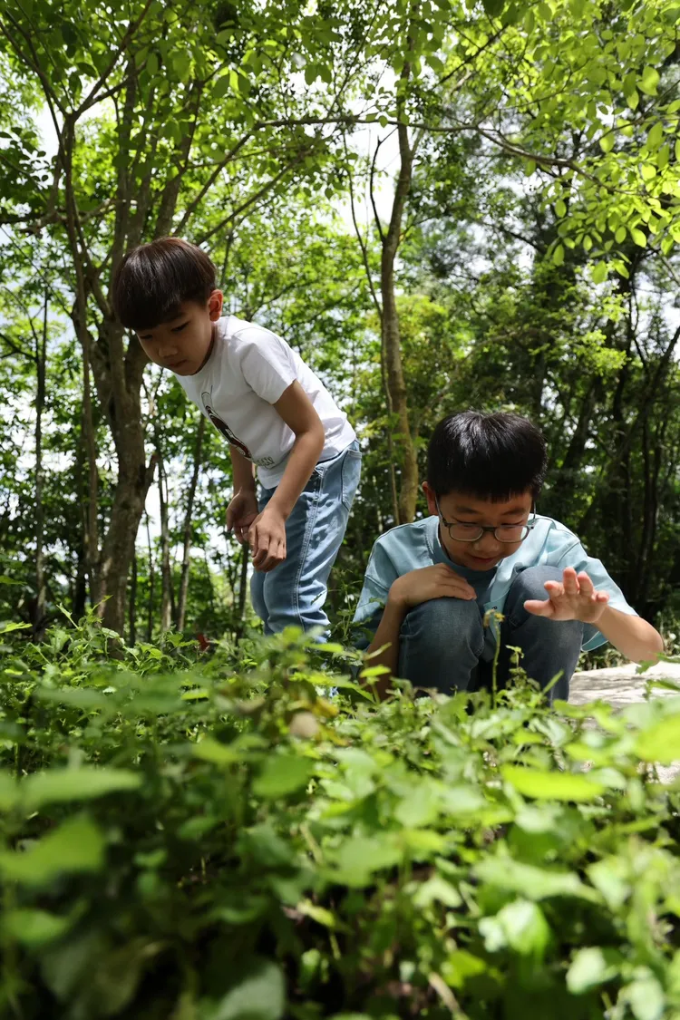 每日登場的「綠廊探險隊」活動，以雲品周遭步道導覽結合森林餐桌讓孩子近距離觀察動物覓食與認識植物。業者提供