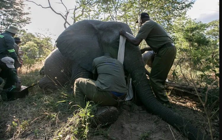 保育人士把野生大象麻醉，在牠身上安裝GPS項圈，以追蹤象群的移動位置。美聯社