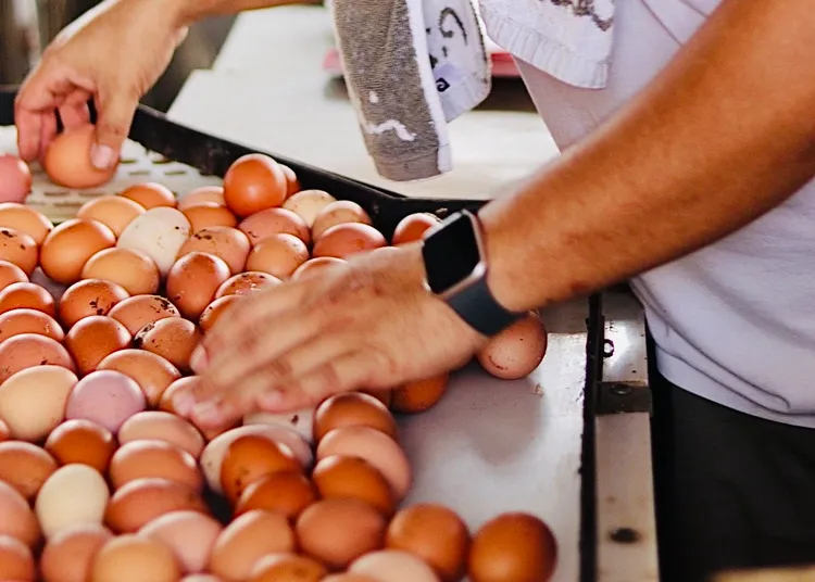 雲品溫泉酒店今年首度亮相的「綠色大地小野人營」將帶領孩子走進田野。雲朗觀光提供
