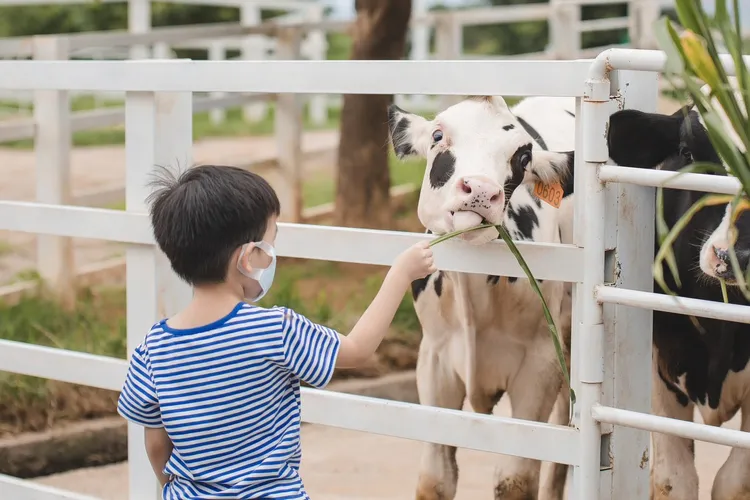 初鹿牧場體驗餵牛樂趣，小朋友輕輕遞上牧草，與乳牛近距離互動。雲朗觀光提供