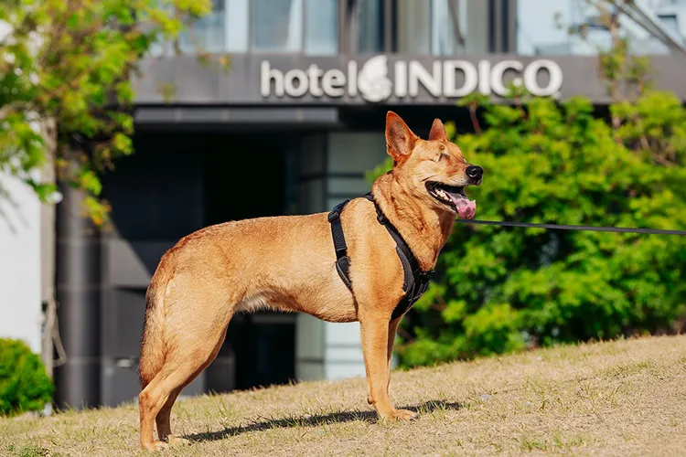 高雄英迪格酒店年度品牌大使犬執事_雷格西。業者提供