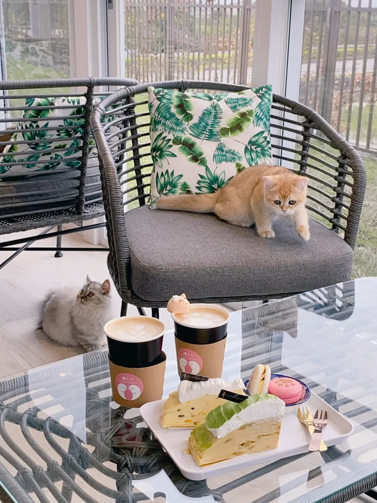 專案可於「擼ららSweets」貓咪咖啡廳免費享用雙人下午茶。莊偉祺攝