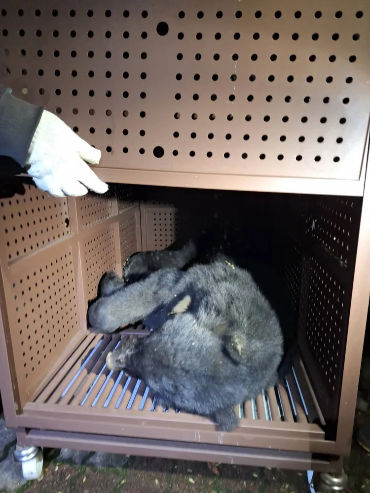 被救出的台灣黑熊。雪管處提供
