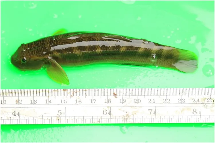 日本禿頭鯊每到春夏之際可在碧潭堰看到牠們成群現蹤，是代表河川水質乾淨的指標生物。水利局提供