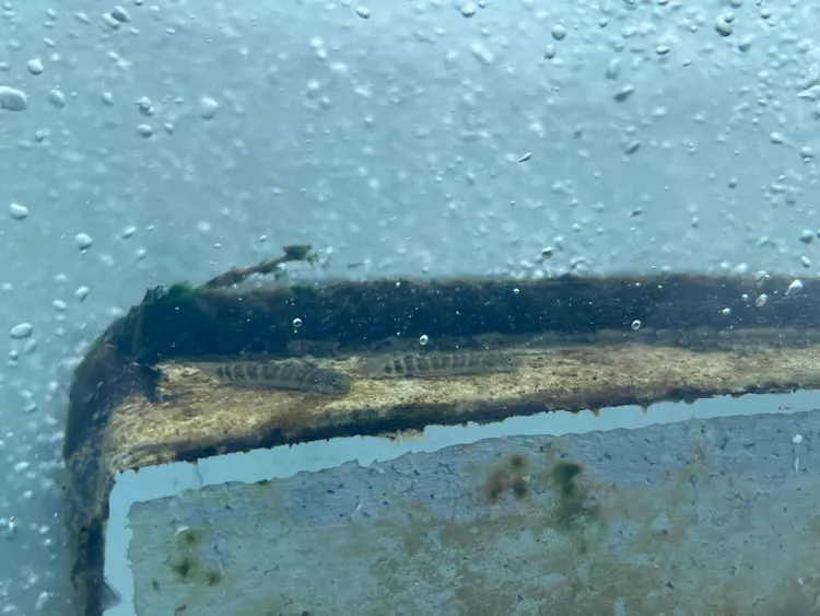 日本禿頭鯊群體泳入碧潭堰魚道(觀察窗處)。水利局提供