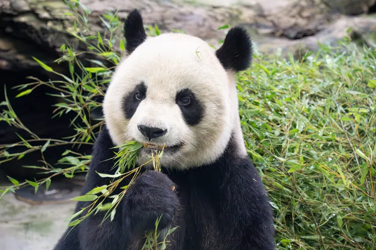 資深大貓熊「圓圓」即將於8月30日過生日。台北市立動物園提供