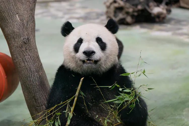 「圓仔」準備迎接7月6日生日會，園方將分享牠從幼崽到成年的照護故事。台北市立動物園提供