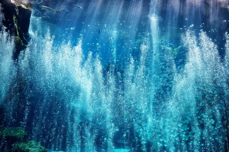 銀鱗鯧群游幻影之美~光影海境。業者提供