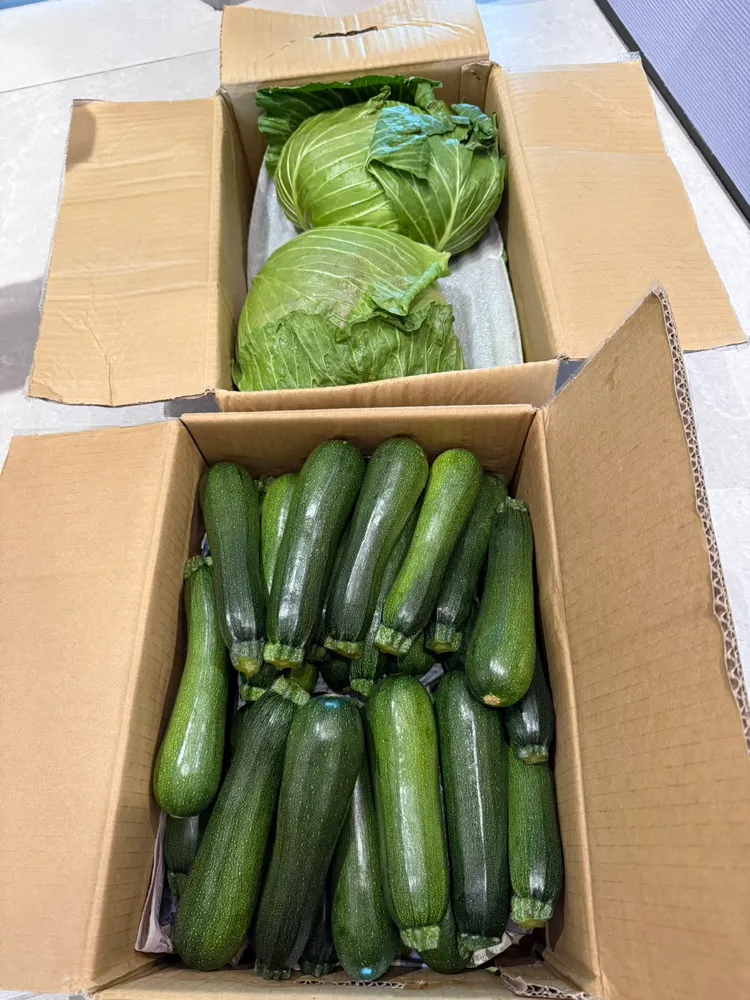 櫛瓜種植全程不施農藥、不用化肥，改以乾淨山泉水灌溉，為的是讓餐桌上的每一口都安全、安心。讀者提供