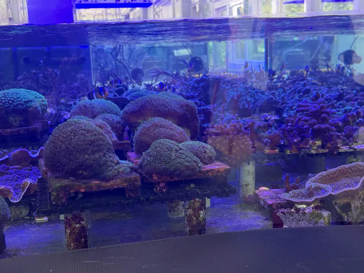  台達電子文教基金會與國立海洋科技博物館合作、共同成立的「潮境珊瑚保種中心」，推動珊瑚復育。呂承哲攝