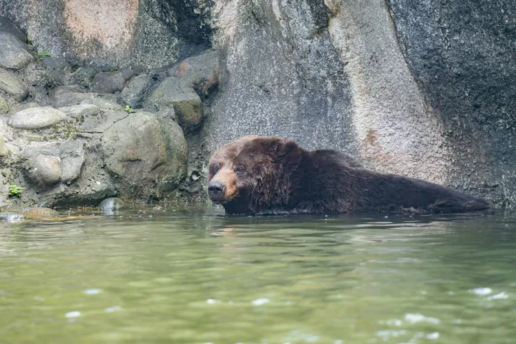 小喬游泳。北市動物園提供