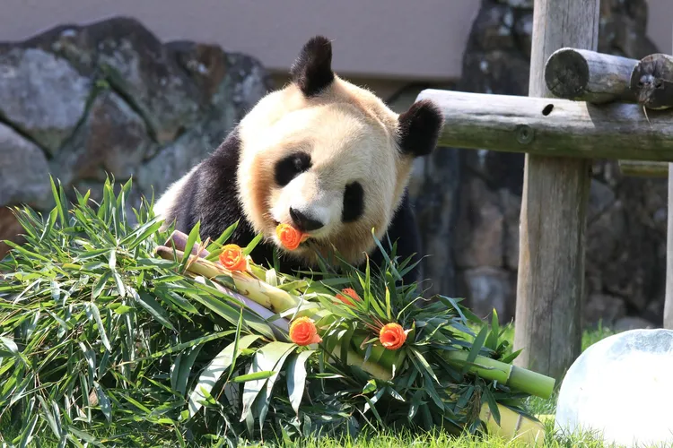 熊貓媽媽良濱在和歌山生下三隻熊貓，如今母子都要回到中國。南紀白濱萬豪推特