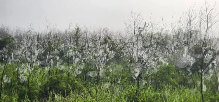 澎湖8日清晨出現濃霧，水氣在陽光照射下退散，滿山林木浮現密密麻麻的蜘蛛網，成罕見景觀。中央社
