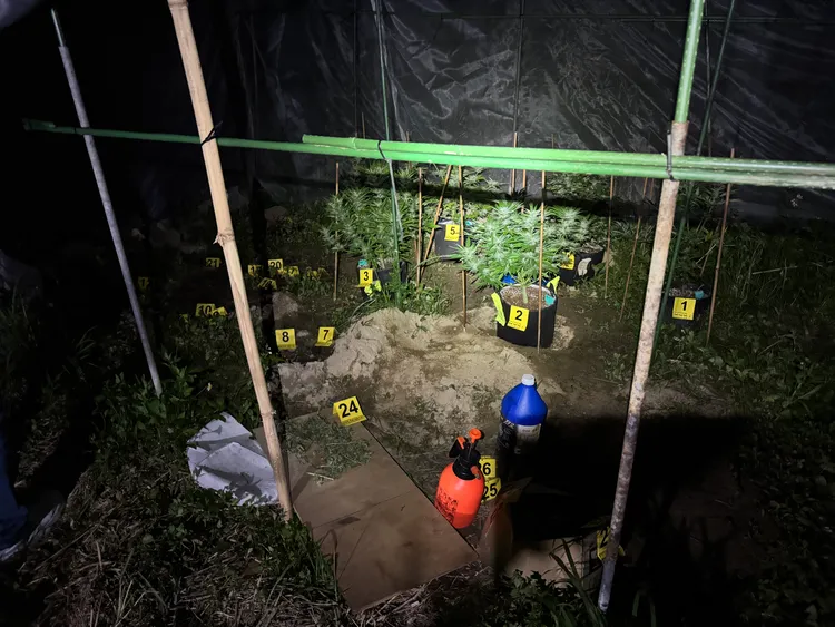 警方查獲李嫌種植大麻的植栽場。翻攝畫面