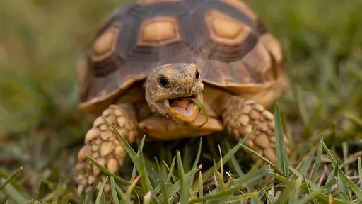 烏龜「墜樓」砸死鄰居孩童　飼主判賠534萬元