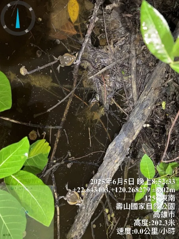 南壽山七蔓站一處積水近期發現遭亞洲錦蛙入侵。自管處提供