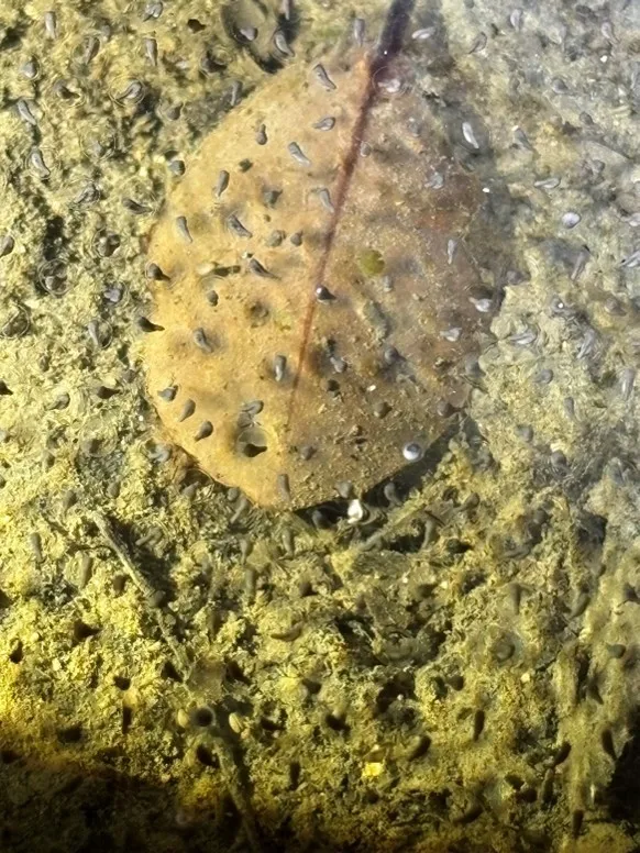 南壽山大雨過後出現亞洲錦蛙產卵。自管處提供