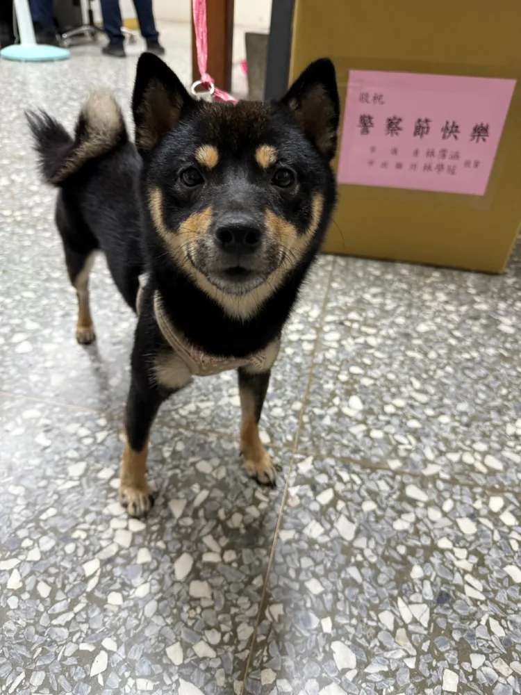 黑柴HAPPY從太平一路迷途到台中東區，幸好遇到熱心民眾通報警方，才得以平安返家。翻攝畫面
